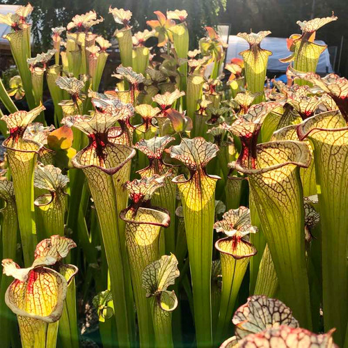 Sarracenia Leah Wilkerson for Sale