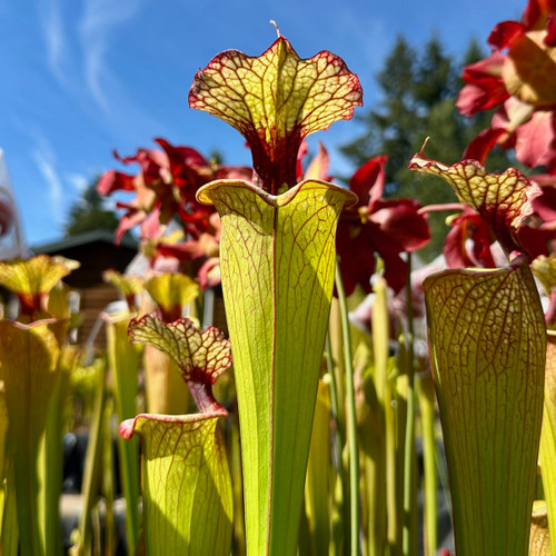 Sarracenia Leah Wilkerson for Sale