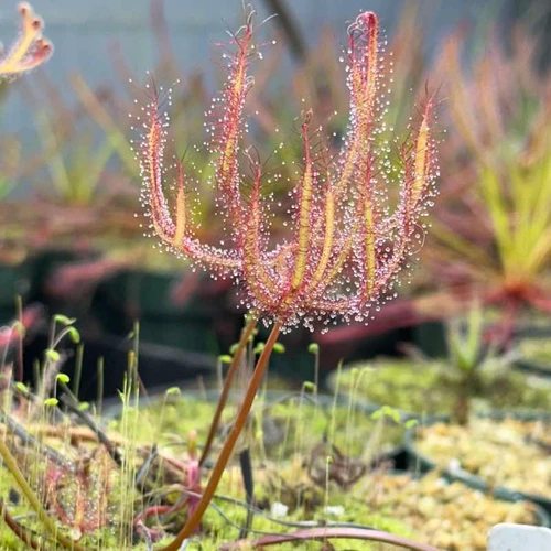 Drosera multifida, Evans Head