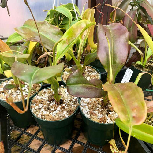 Nepenthes thorelii x truncata for sale.