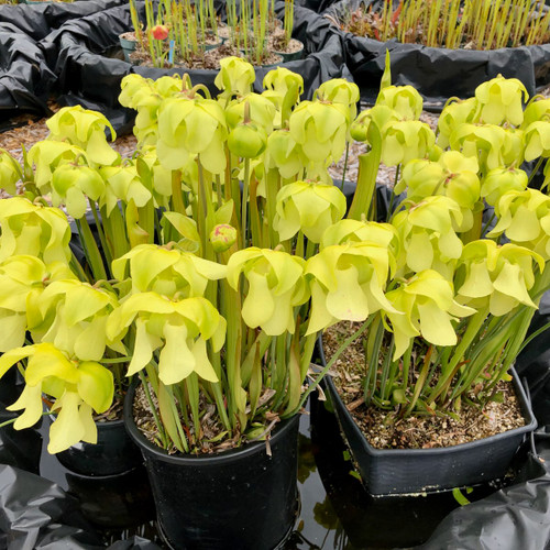 Sarracenia Mountain Meadow