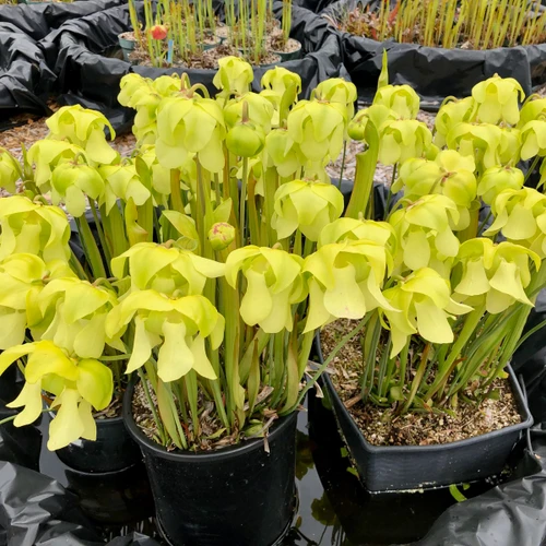 Sarracenia Mountain Meadow