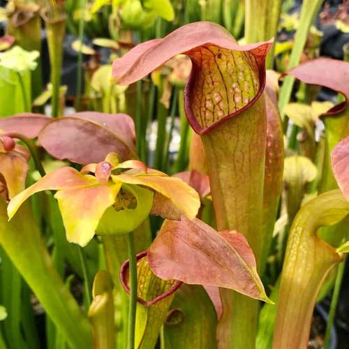 Sarracenia Hummer's Okee Classic