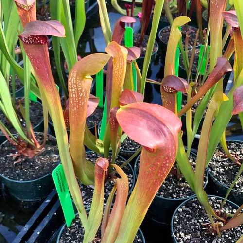 Sarracenia Hummer's Okee Classic