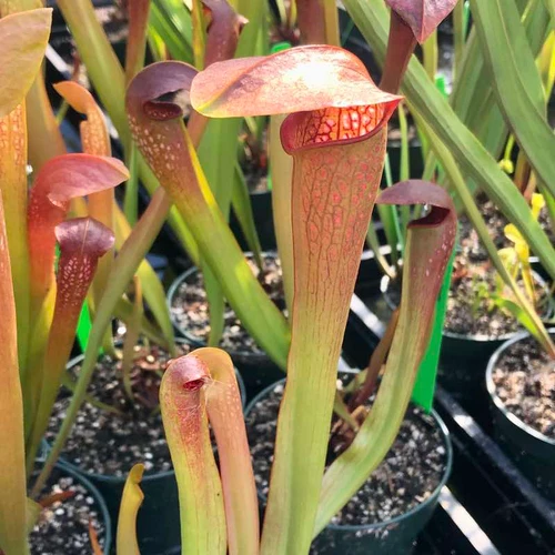 Sarracenia Hummer's Okee Classic for Sale
