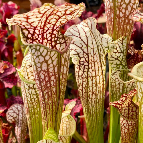 Sarracenia Opakapaka