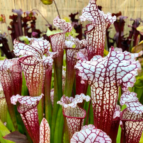 Sarracenia Nadine