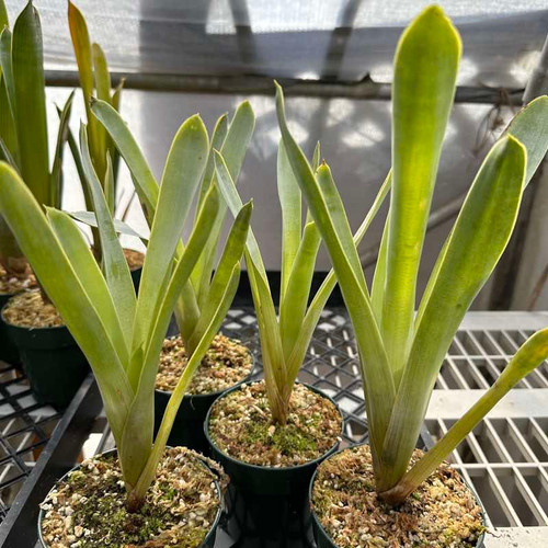 Brocchinia hechtioides for sale