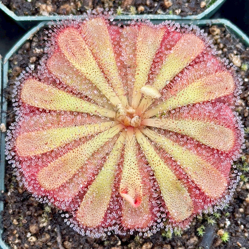 Drosera aliciae