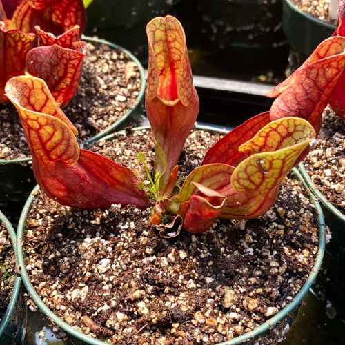 Sarracenia purpurea purpurea for Sale