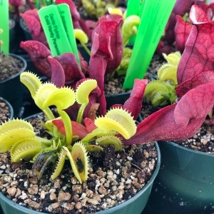 Sarracenia purpurea And Flytrap Combo