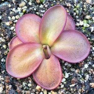 Pinguicula potosiensis