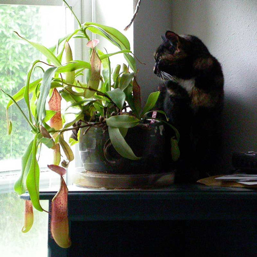 Nepenthes sanguinea