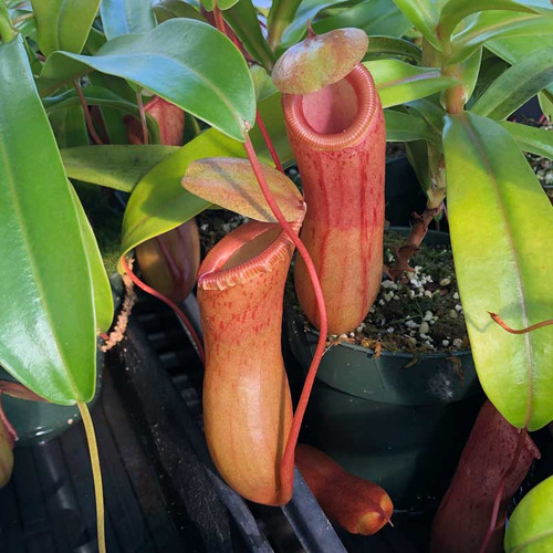 Nepenthes ventricosa