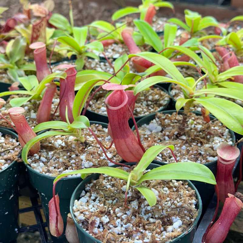 Nepenthes ventricosa, RED