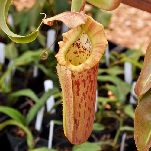 Nepenthes Song of Melancholy, Clone B