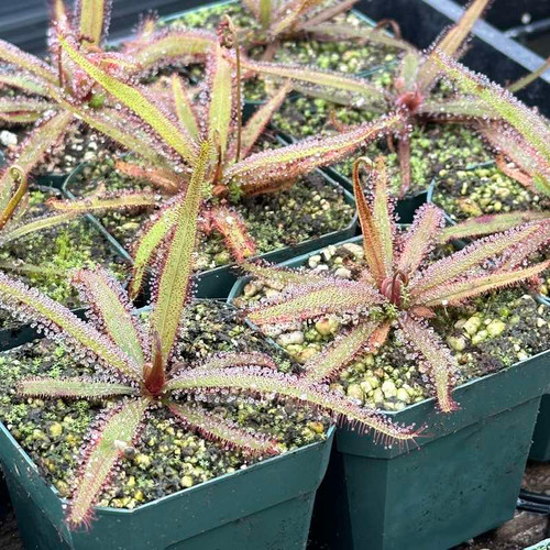 Drosera adelae Giant