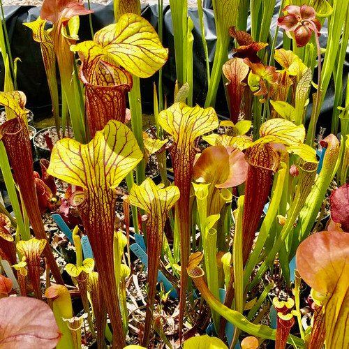 Sarracenia Reptilian Rose Sister