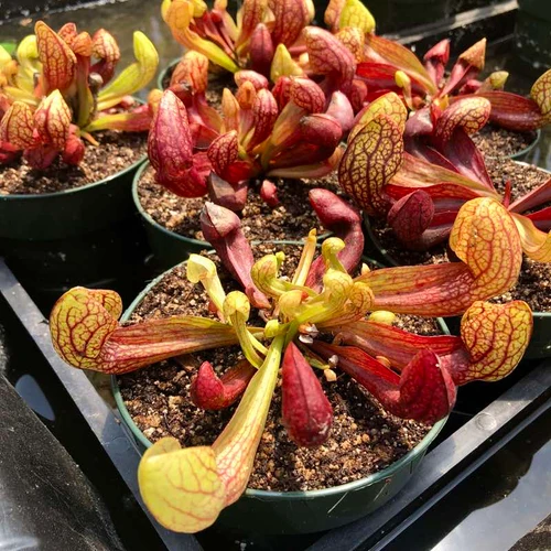 Sarracenia psitticana x purpurea montana