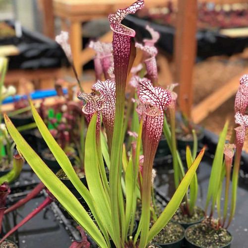 Sarracenia leucophylla, Firebird