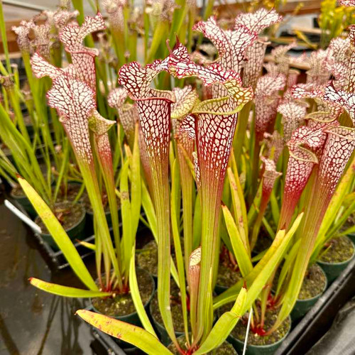 Sarracenia leucophylla, Firebird for sale