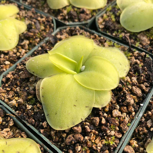 Pinguicula rectifolia for sale.