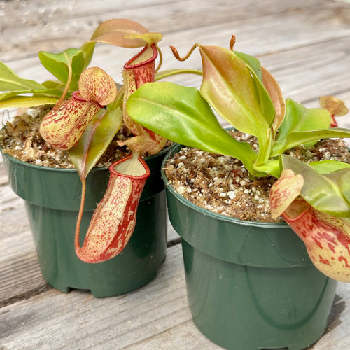 Nepenthes Gaya