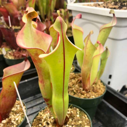 Heliamphora tatei x (arenicola x ionasi) for Sale