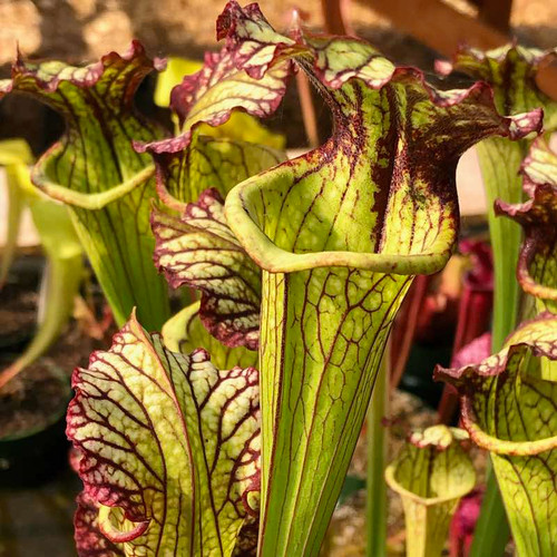 Sarracenia Lynda Butt