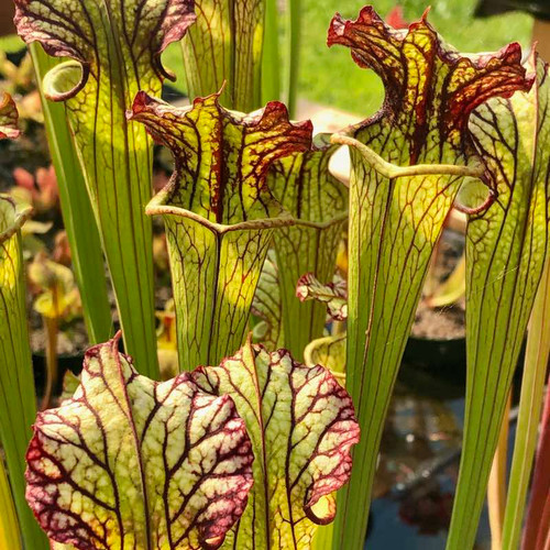 Sarracenia Lynda Butt for Sale