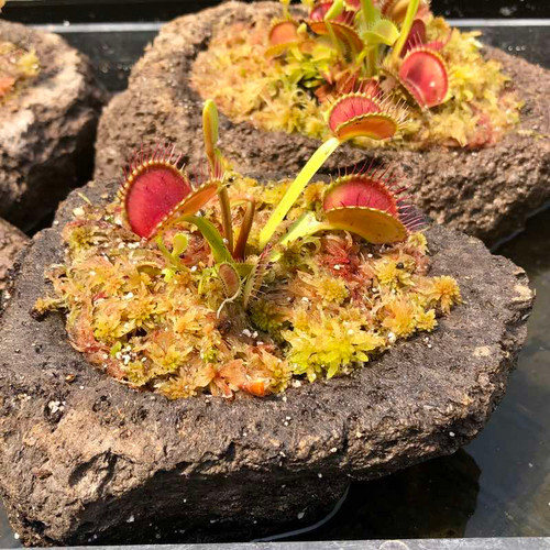 Rock Garden with Venus Flytrap