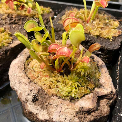 Rock Garden with Venus Flytrap