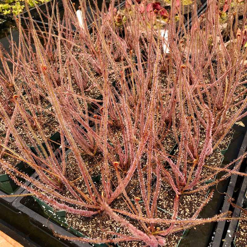 Drosera californica for Sale