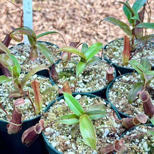 Nepenthes gracilis, Giant Black (Rooted Cutting)