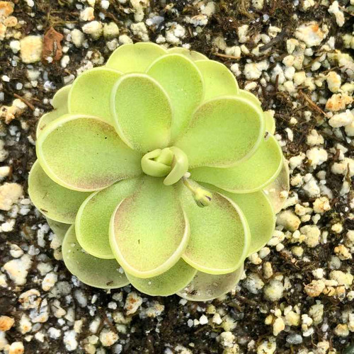 Pinguicula emarginata x jaumavensis