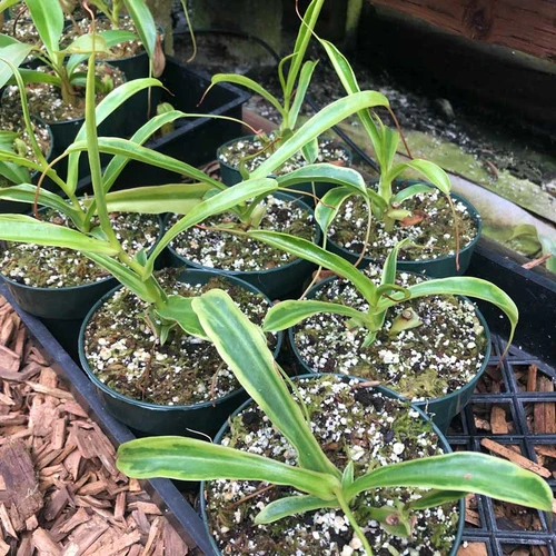 Nepenthes Deroose Alata, Variegated