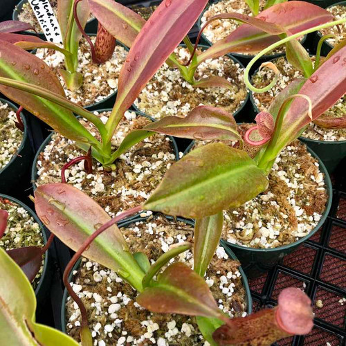 Nepenthes Splendiana x ventricosa for Sale