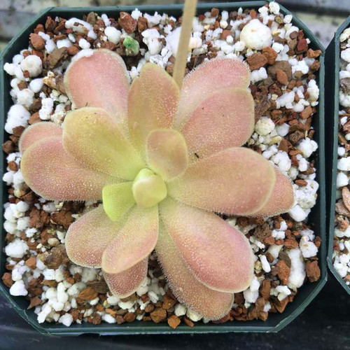 Pinguicula Weser x jaumavensis for Sale
