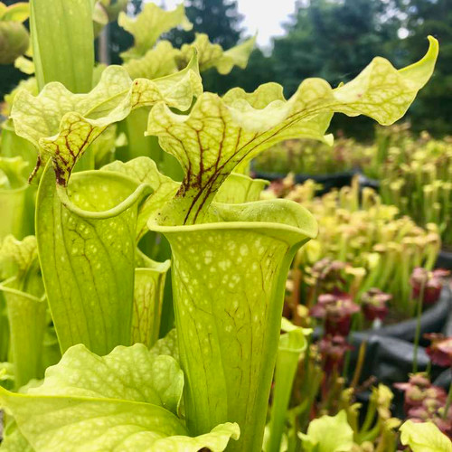 Sarracenia Art's Surprise for Sale