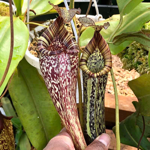 Nepenthes maxima x vogelii