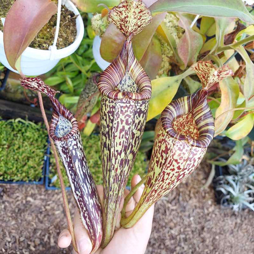 Nepenthes maxima x vogelii