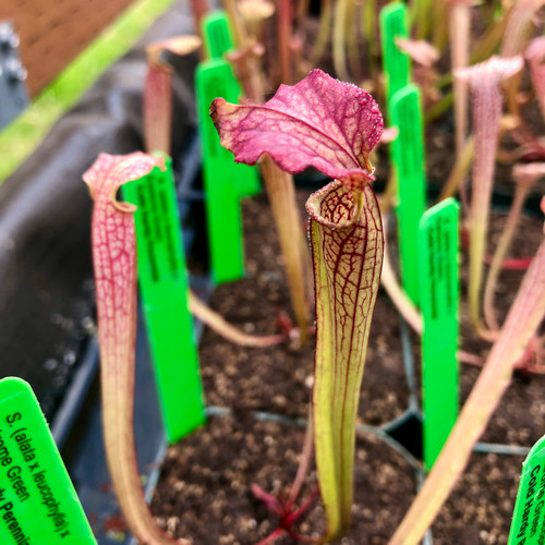 Sarracenia (alata x leucophylla) x Extreme Green (SG)