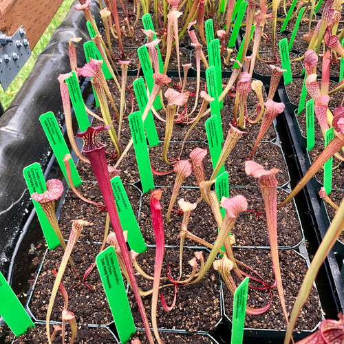Sarracenia (alata x leucophylla) x Extreme Green (SG)