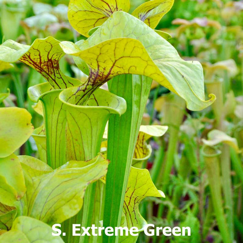Sarracenia oreophila (parent plant)