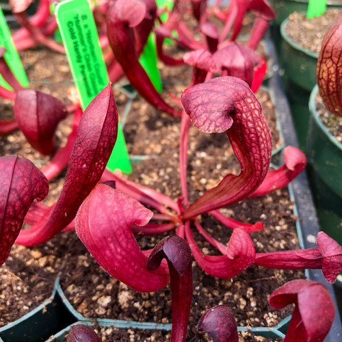 Sarracenia Northern Cortii x Hummer's Okee Classic
