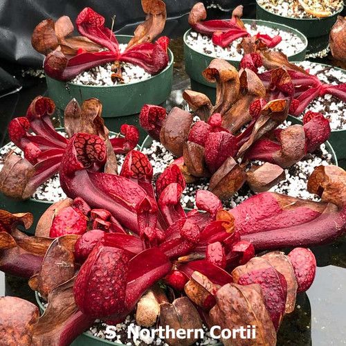 Sarracenia Northern Cortii (parent plant)