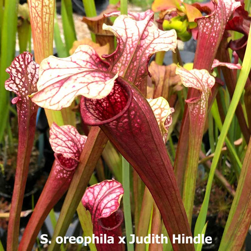 Sarracenia oreophila x Judith Hindle (parent plant)