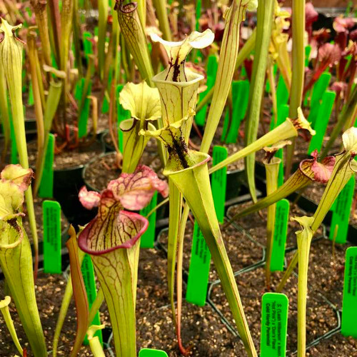 Sarracenia (Leah Wilkerson x leucophylla Hot Pink) x Don's Flava (SG)