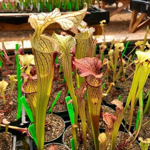 Sarracenia (Leah Wilkerson x leucophylla Hot Pink) x Don's Flava (SG)