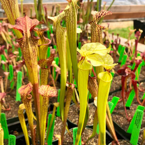 Sarracenia (Leah Wilkerson x leucophylla Hot Pink) x Don's Flava (SG)
